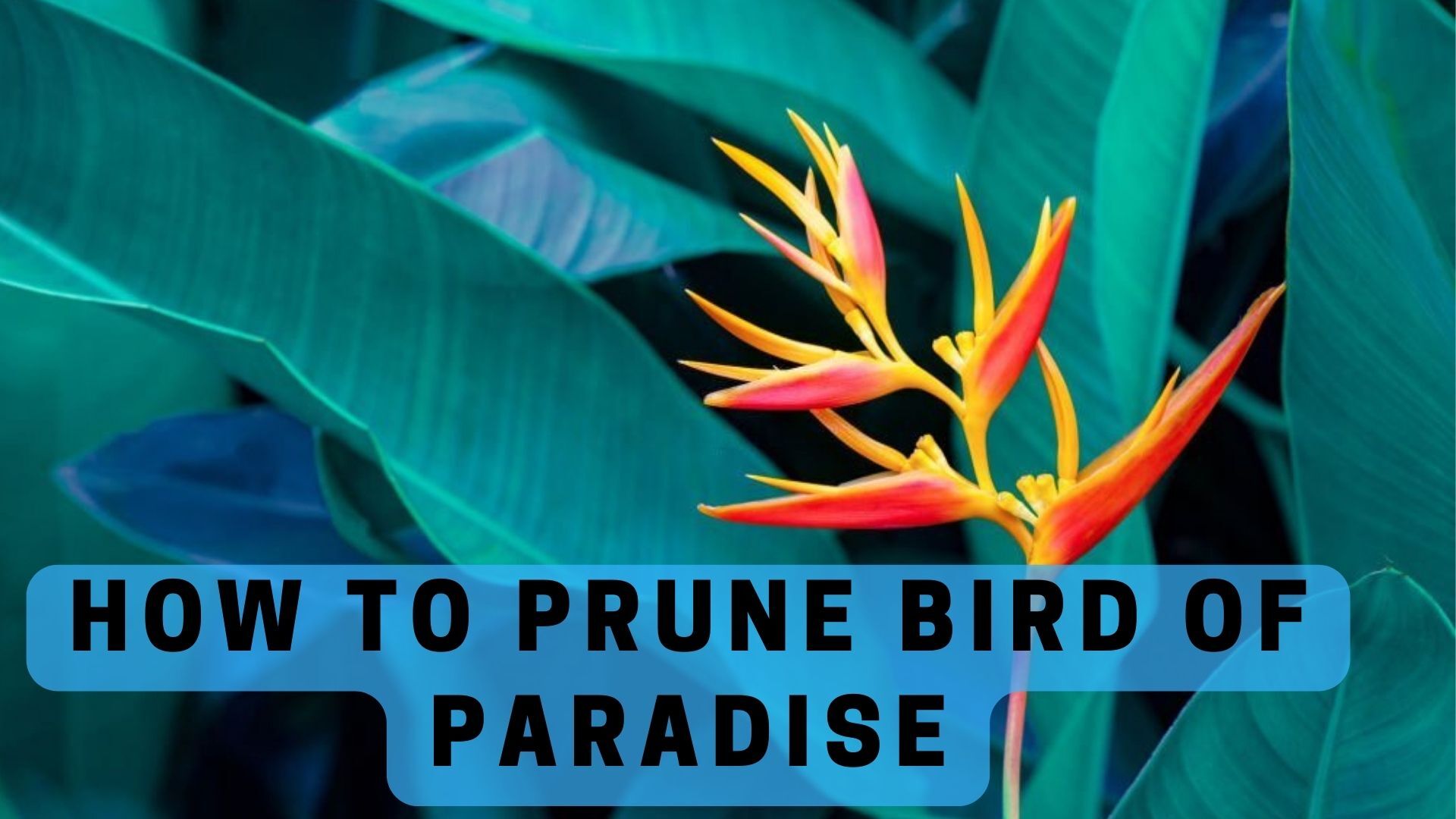 🐦How To Prune Bird Of Paradise: A Detailed Guide 2023