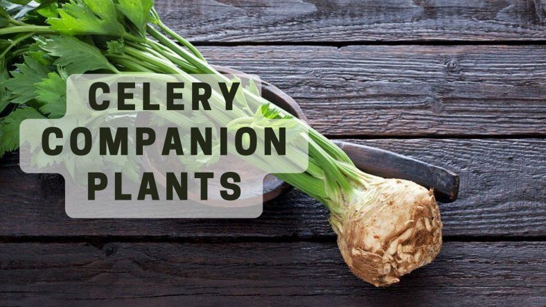 🌿Best Celery Companion Plants - What To Plant