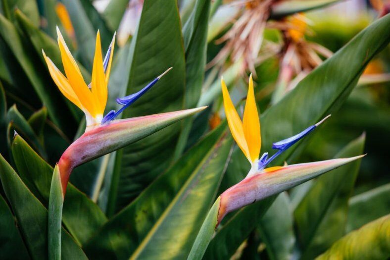 🐦How To Prune Bird Of Paradise: A Detailed Guide 2023