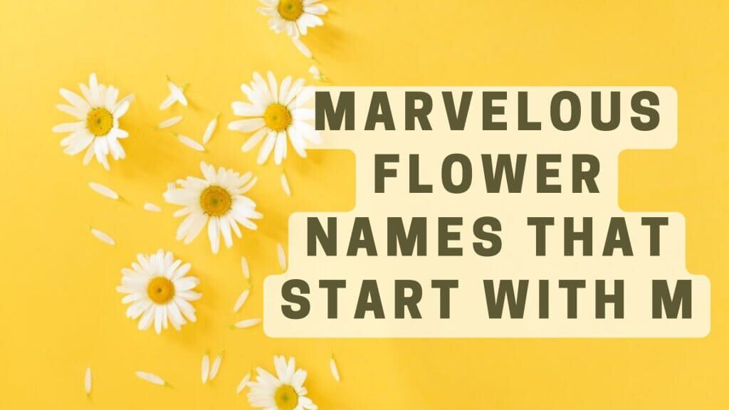 marvelous-flowers-that-start-with-m