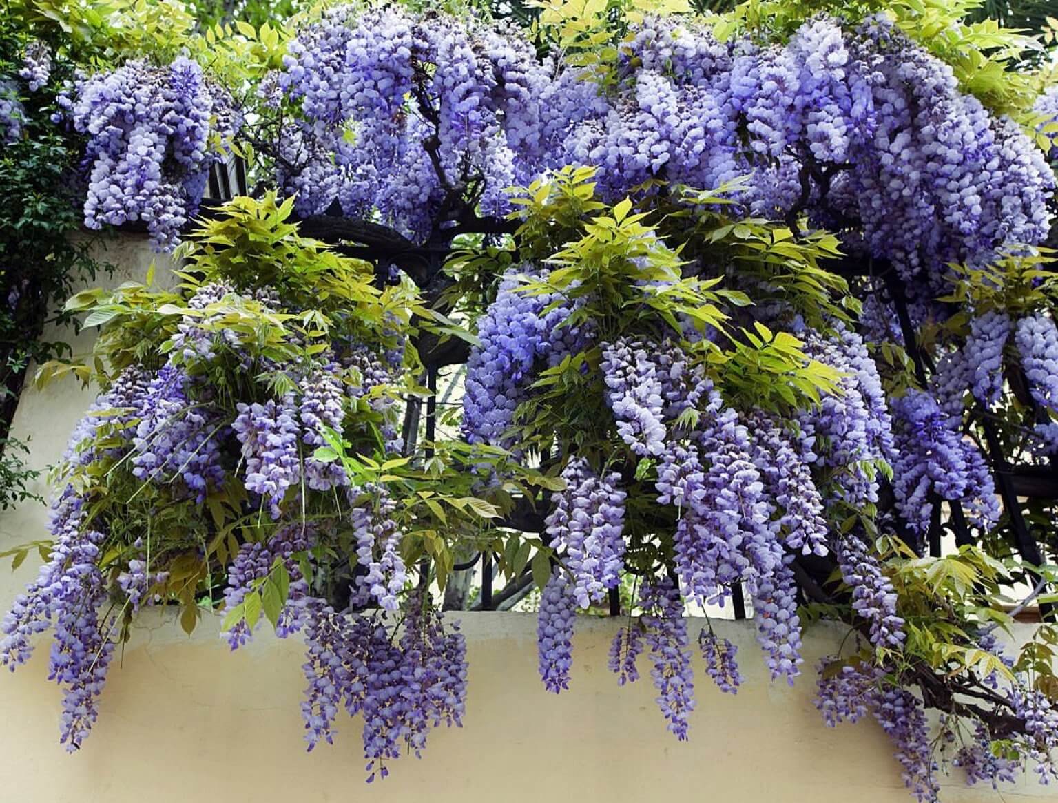 🌺When Does Wisteria Bloom: A Detailed Guide