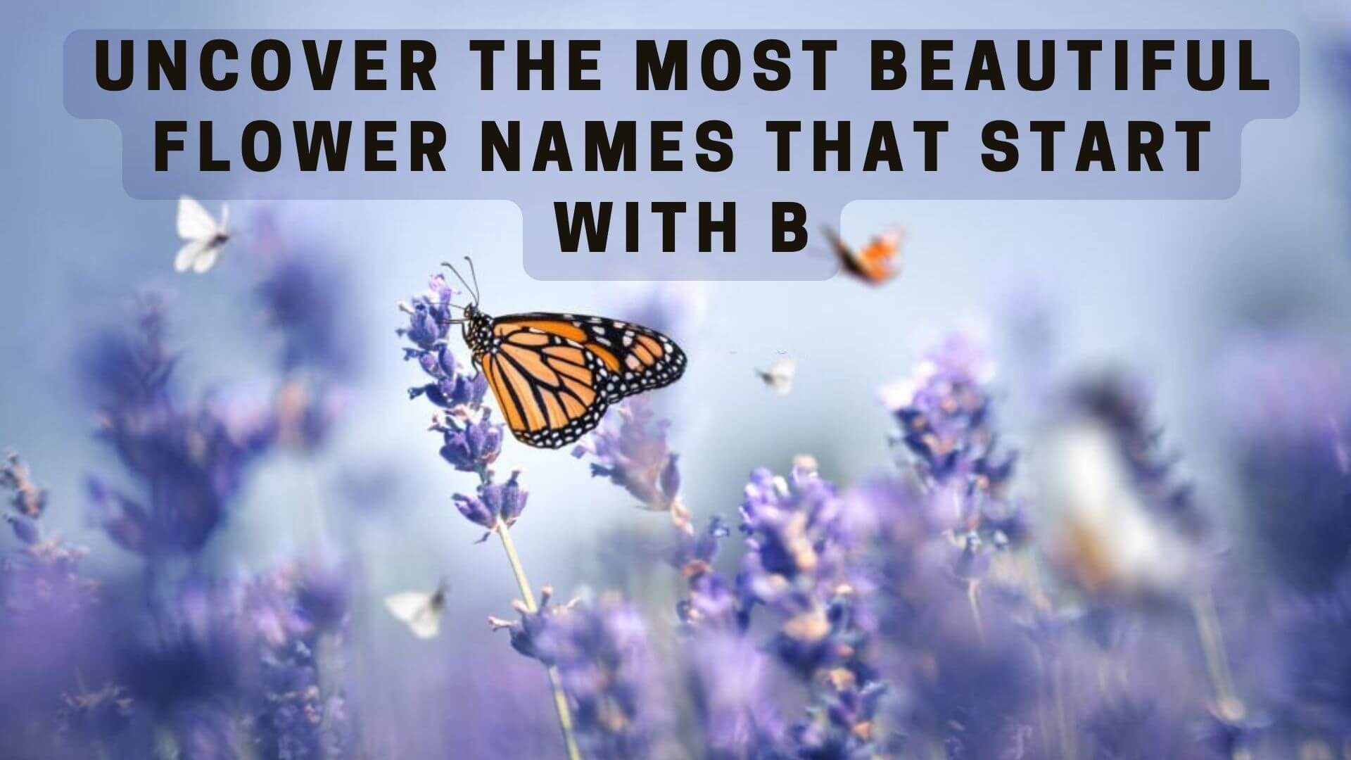 Uncover the Most Beautiful Flower Names That Start with B