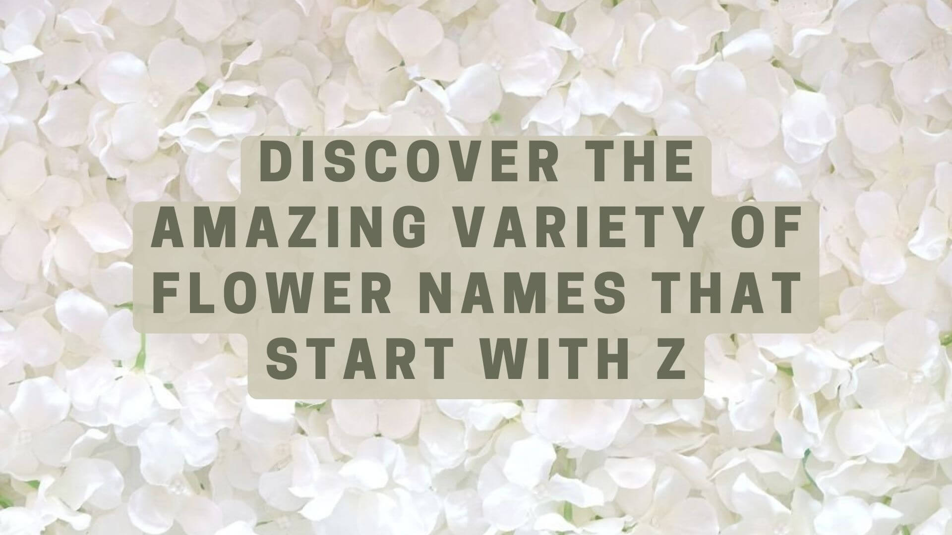 Discover the Amazing Variety of Flower Names that Start with Z