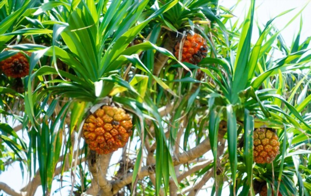 Fibrous Root Examples: Discover the Names of Plants with Fibrous Roots