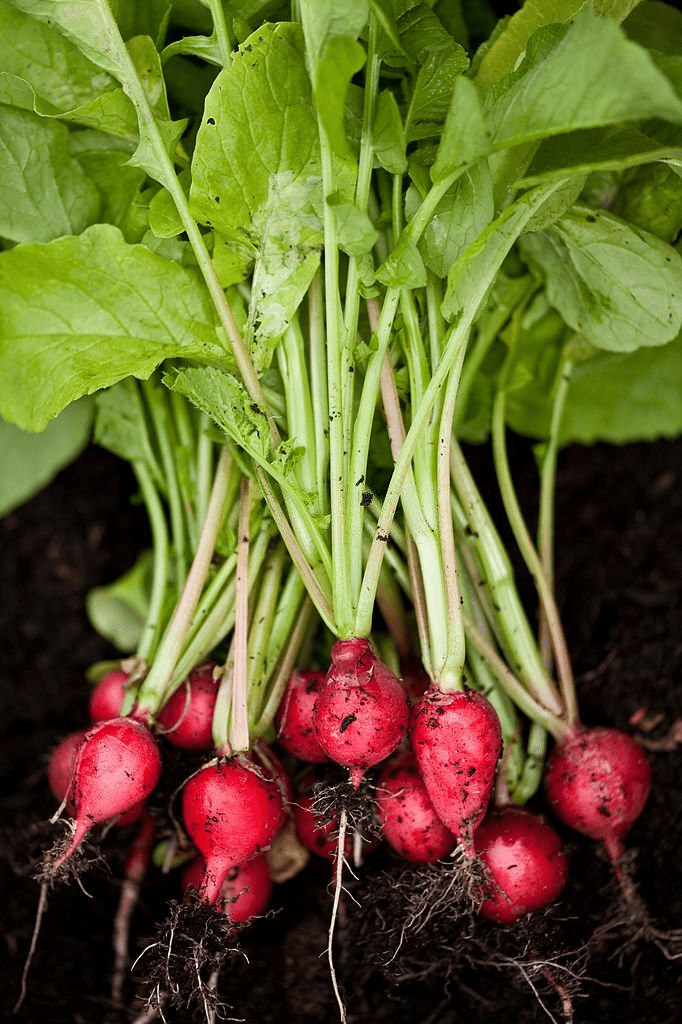 Taproots Example Fruits 🥕Exploring Taproot Plants: Definition, Examples, and Benefits