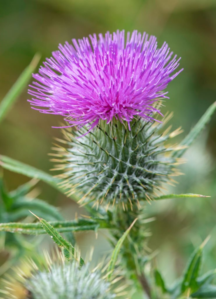 the-surprising-variety-of-flower-names-starting-with-t