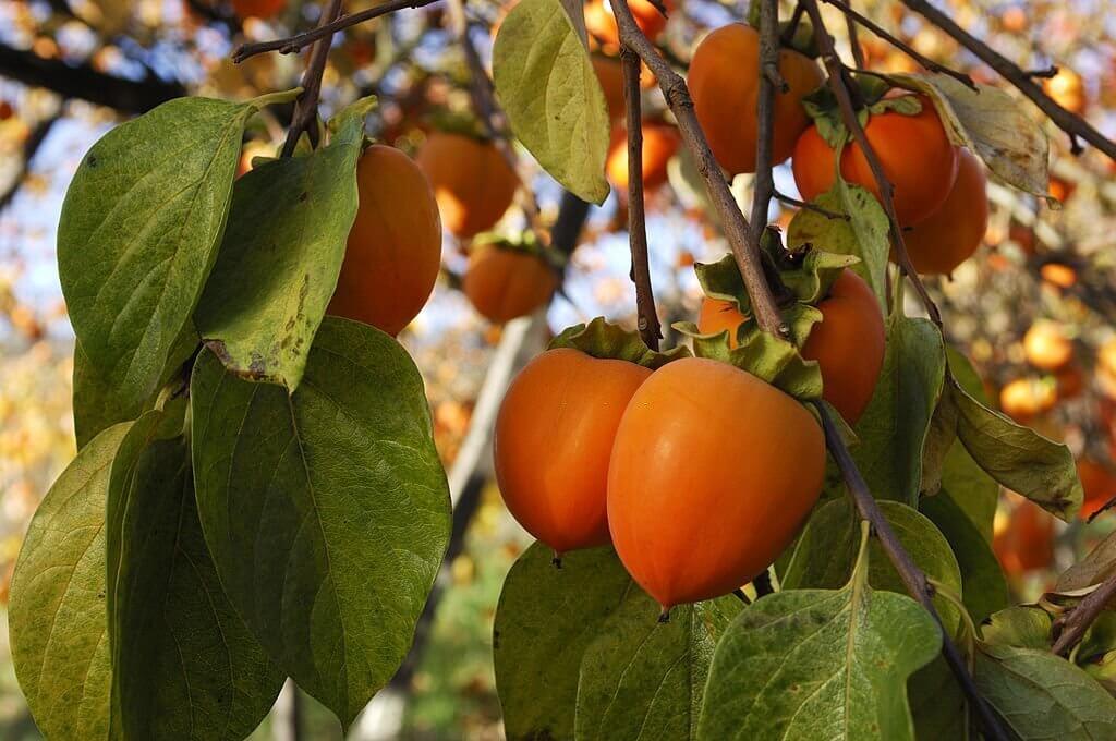 🍑How to grow Persimmon from Seed Stepbystep guide