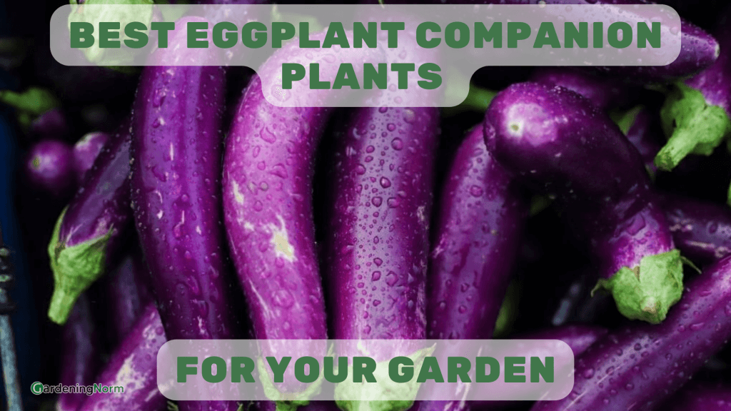 🍆Best Eggplant Companion Plants For Your Garden