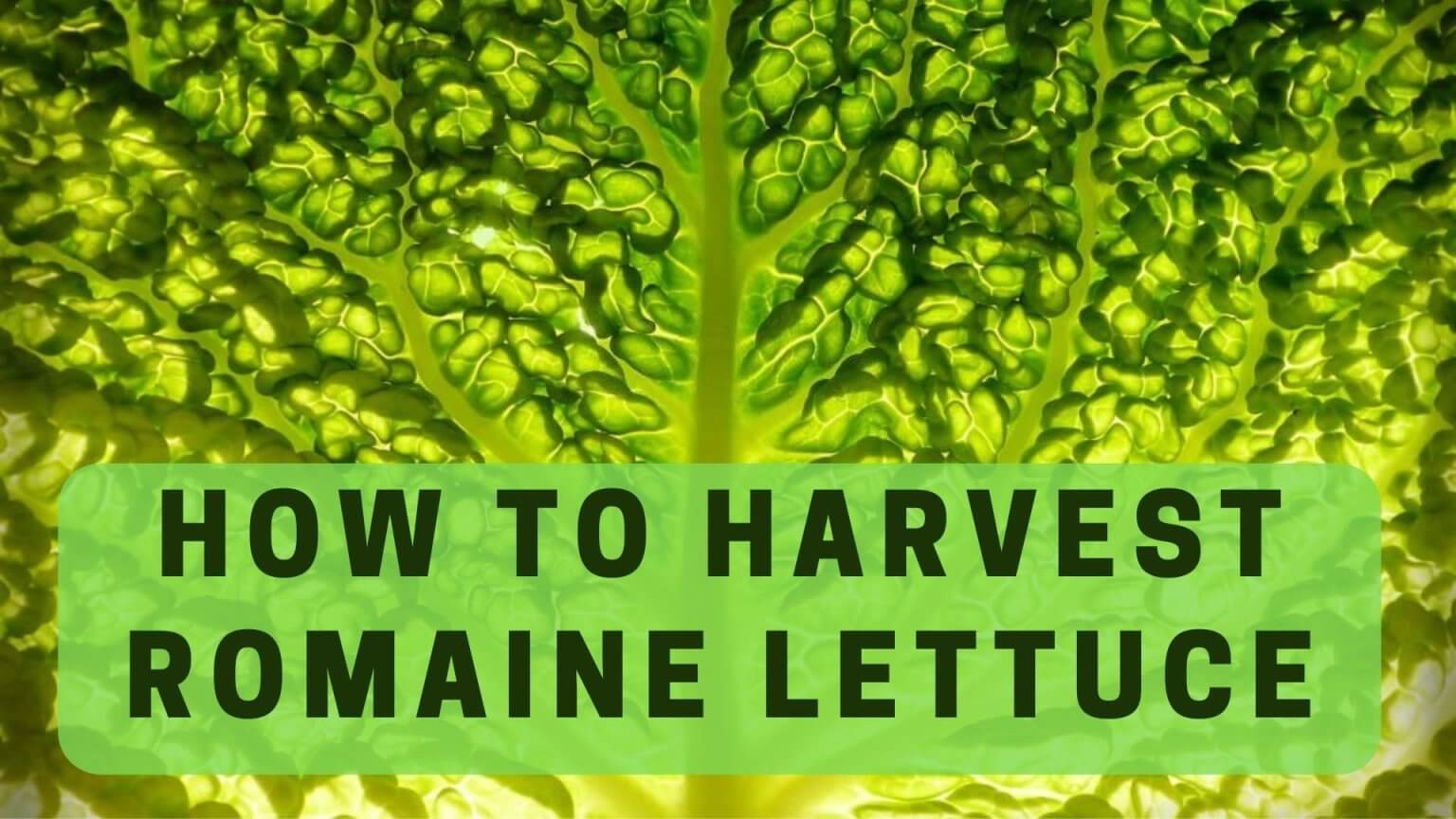 how-to-harvest-romaine-lettuce-step-by-step-guide